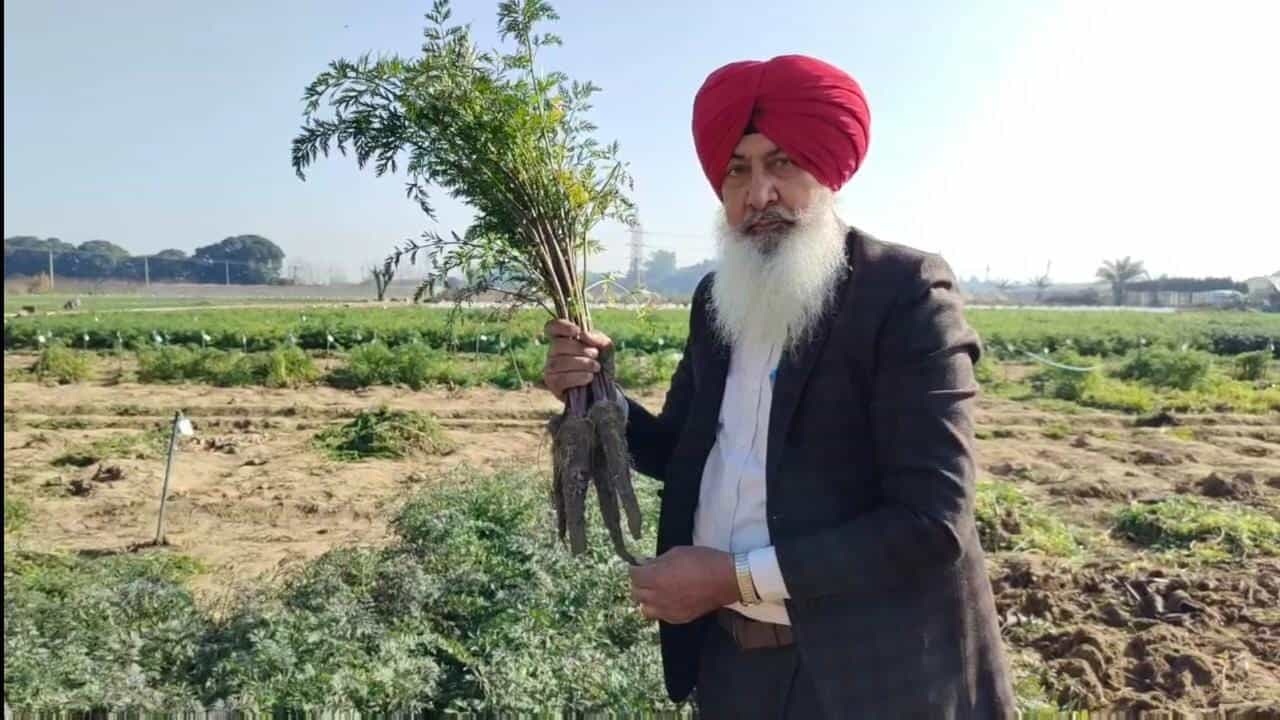 ਪੰਜਾਬ ਖੇਤੀਬਾੜੀ ਯੂਨੀਵਰਸਿਟੀ ਲੁਧਿਆਣਾ ਸਬਜ਼ੀ ਵਿਭਾਗ ਨੇ ਬਲੈਕ ਬਿਊਟੀ ਗਾਜਰ ਕੀਤੀ ਤਿਆਰ