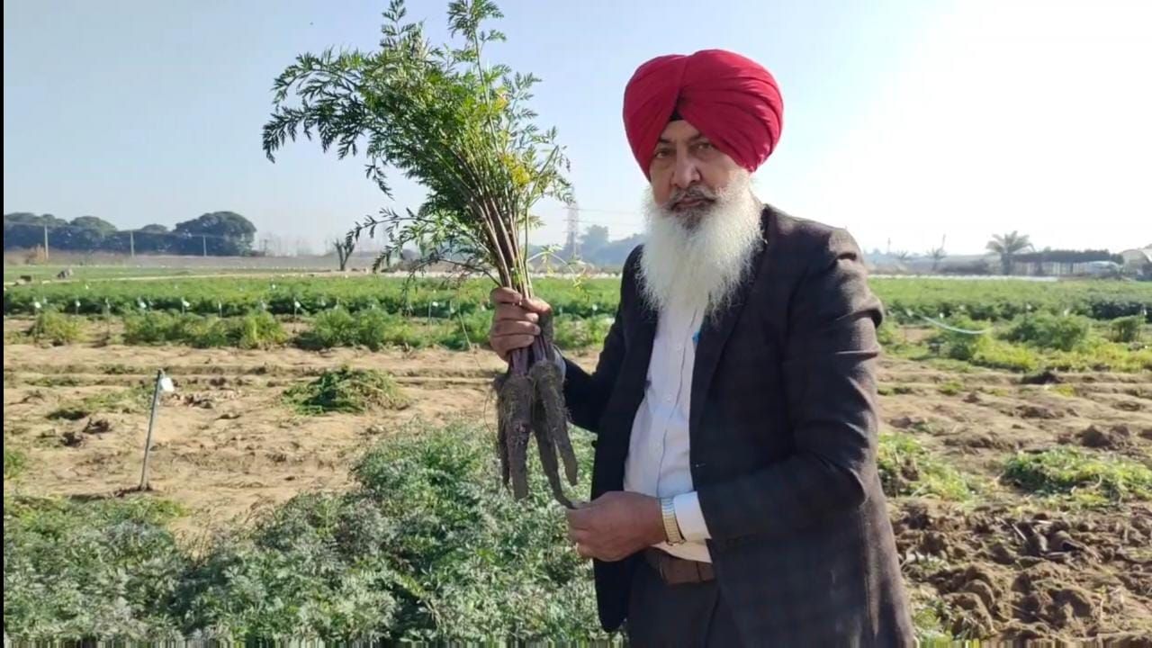ਪੰਜਾਬ ਖੇਤੀਬਾੜੀ ਯੂਨੀਵਰਸਿਟੀ ਲੁਧਿਆਣਾ ਸਬਜ਼ੀ ਵਿਭਾਗ ਨੇ ਬਲੈਕ ਬਿਊਟੀ ਗਾਜਰ ਕੀਤੀ ਤਿਆਰ ਪੰਜਾਬ ਖੇਤੀਬਾੜੀ ਯੂਨੀਵਰਸਿਟੀ ਲੁਧਿਆਣਾ ਸਬਜ਼ੀ ਵਿਭਾਗ ਨੇ ਬਲੈਕ ਬਿਊਟੀ ਗਾਜਰ ਕੀਤੀ ਤਿਆਰ