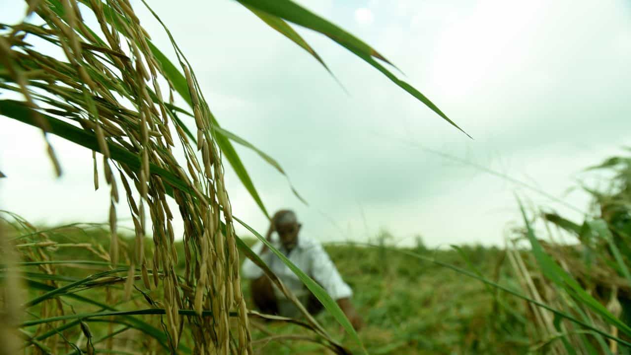 ਪੰਜਾਬ ਦੇ ਹਰ ਕਿਸਾਨ ਪਰਿਵਾਰ ਦੇ ਸਿਰ 2 ਲੱਖ ਤੋਂ ਵੱਧ ਦਾ ਕਰਜ਼ਾ, ਜਾਣੋ ਦੂਜੇ ਸੂਬਿਆਂ ਦਾ ਹਾਲ