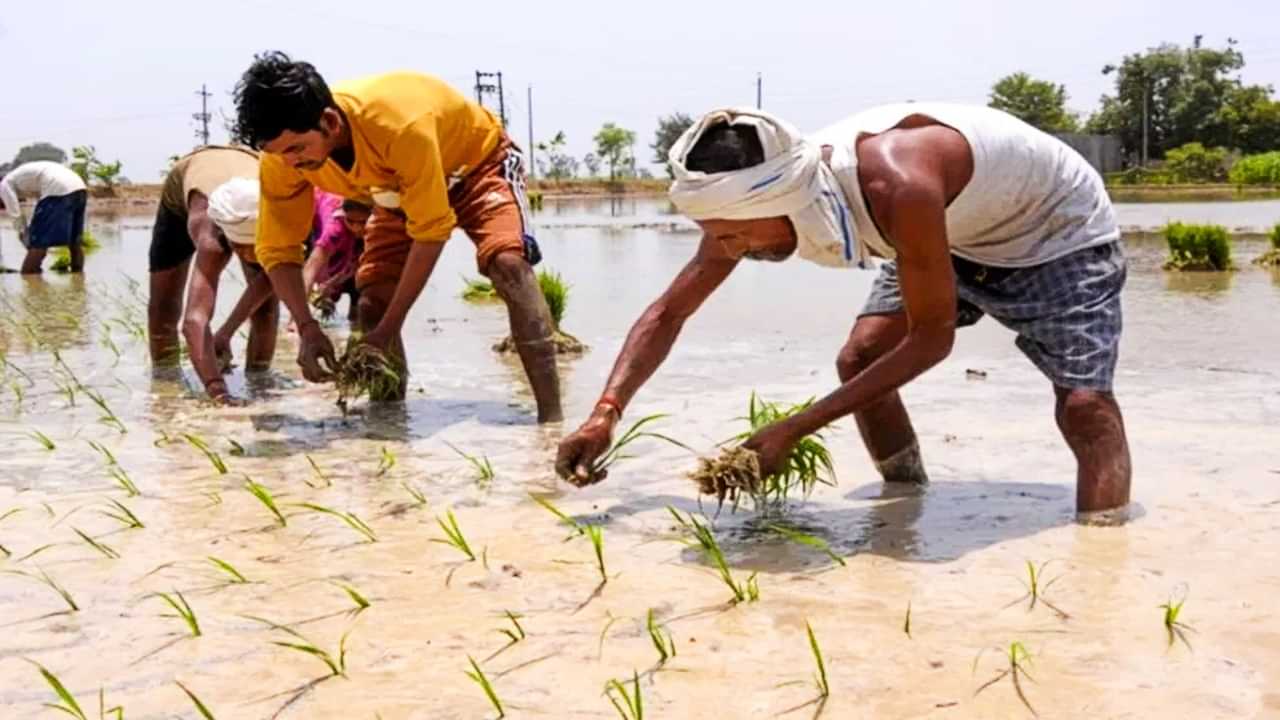 Paddy Sowing: ਕਿਹੜੇ 7 ਜ਼ਿਲ੍ਹਿਆਂ ਵਿੱਚ ਅੱਜ ਤੋਂ ਝੋਨੇ ਦੀ ਬਿਜਾਈ ਸ਼ੁਰੂ, ਪੜ੍ਹੋ ਪੂਰੀ ਖ਼ਬਰ