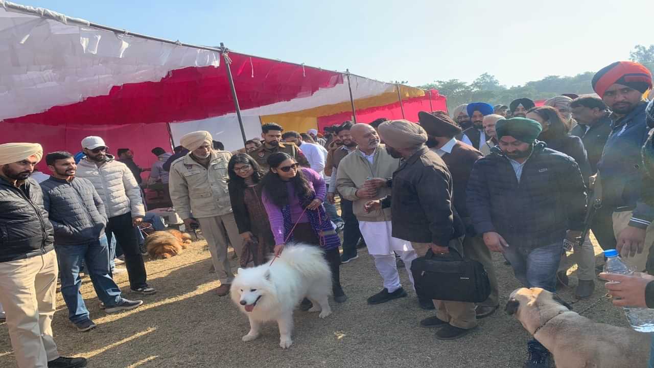 ਪਟਿਆਲਾ ਵਿੱਚ ਡੋਗ ਸ਼ੋਅ ਦਾ ਆਯੋਜਨ,ਪੁੱਜੇ ਵਿਦੇਸ਼ੀ ਅਤੇ ਦੁਰਲੱਭ ਨਸਲਾਂ ਦੇ ਕੁੱਤੇ