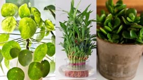 Indoor Plants: ਕਈ ਗੁਣਾ ਵੱਧ ਜਾਵੇਗੀ ਘਰ ਦੀ ਖੂਬਸੂਰਤੀ! ਸਿਹਤ ਨੂੰ ਵੀ ਮਿਲੇਗੀ ਫਾਇਦਾ...  ਲਗਾਓ ਤੇਜ਼ੀ ਨਾਲ ਵਧਣ ਵਾਲੇ ਇਹ ਪੌਦੇ