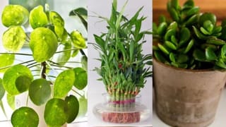 Indoor Plants: ਕਈ ਗੁਣਾ ਵੱਧ ਜਾਵੇਗੀ ਘਰ ਦੀ ਖੂਬਸੂਰਤੀ! ਸਿਹਤ ਨੂੰ ਵੀ ਮਿਲੇਗੀ ਫਾਇਦਾ…  ਲਗਾਓ ਤੇਜ਼ੀ ਨਾਲ ਵਧਣ ਵਾਲੇ ਇਹ ਪੌਦੇ