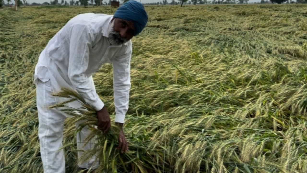 Crop Loss: ਫਿਰੋਜਪੁਰ ਵਿੱਚ ਮੀਂਹ ਅਤੇ ਹਵਾ ਨੇ ਕੀਤਾ ਫਸਲਾਂ ਦਾ ਨੁਕਸਾਨ, ਚਿੰਤਾ ਵਿੱਚ ਪਏ ਕਿਸਾਨ