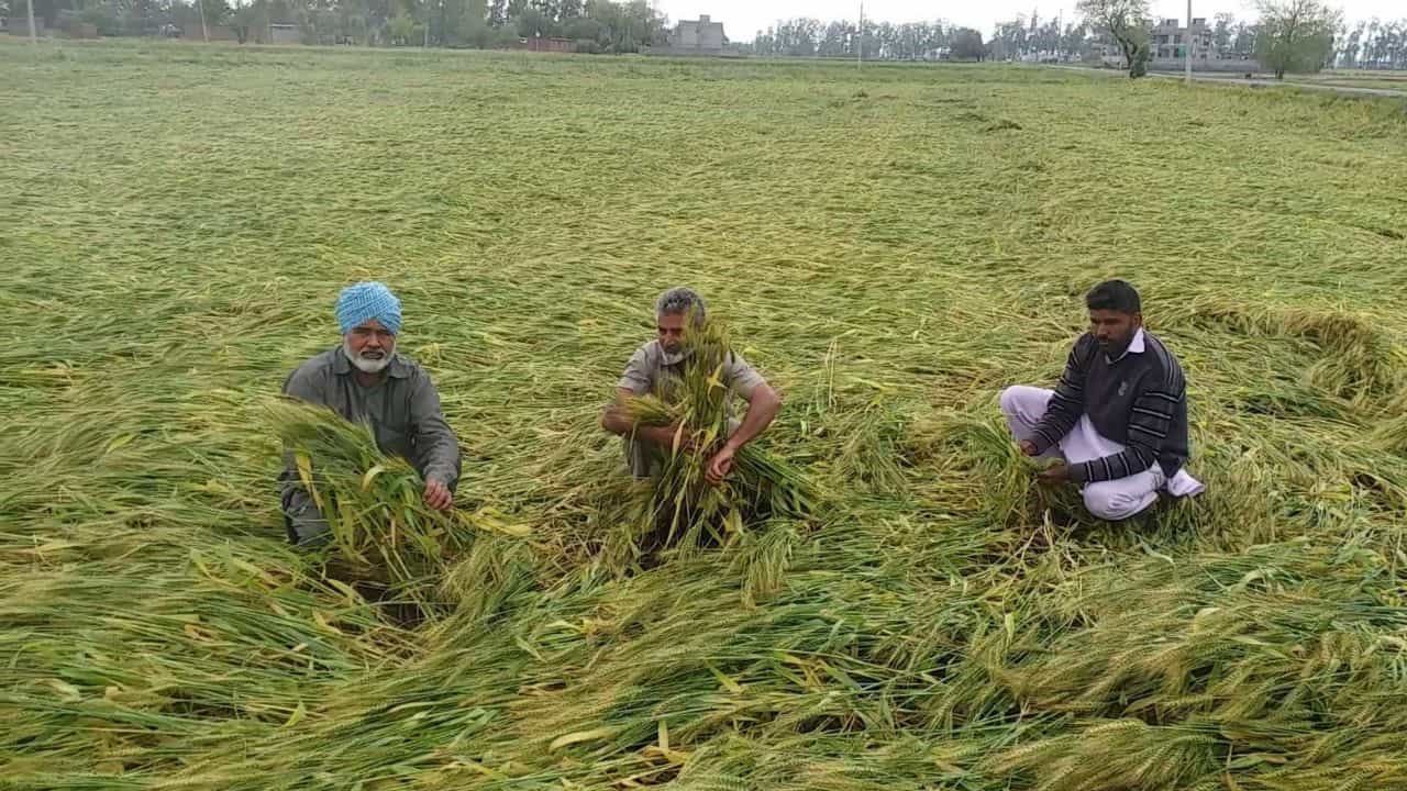 Farmers Crops: ਕਿਸਾਨਾਂ ਦੀਆਂ ਫਸਲਾਂ ਤੇ ਕੁਦਰਤੀ ਕਹਿਰ, ਬੇਮੌਸਮੀ ਬਰਸਾਤ ਕਾਰਨ ਹੋਈ ਤਬਾਹੀ