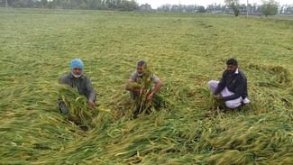 Farmers Crops: ਕਿਸਾਨਾਂ ਦੀਆਂ ਫਸਲਾਂ ‘ਤੇ ਕੁਦਰਤੀ ਕਹਿਰ, ਬੇਮੌਸਮੀ ਬਰਸਾਤ ਕਾਰਨ ਹੋਈ ਤਬਾਹੀ Farmers Crops: ਕਿਸਾਨਾਂ ਦੀਆਂ ਫਸਲਾਂ ‘ਤੇ ਕੁਦਰਤੀ ਕਹਿਰ, ਬੇਮੌਸਮੀ ਬਰਸਾਤ ਕਾਰਨ ਹੋਈ ਤਬਾਹੀ