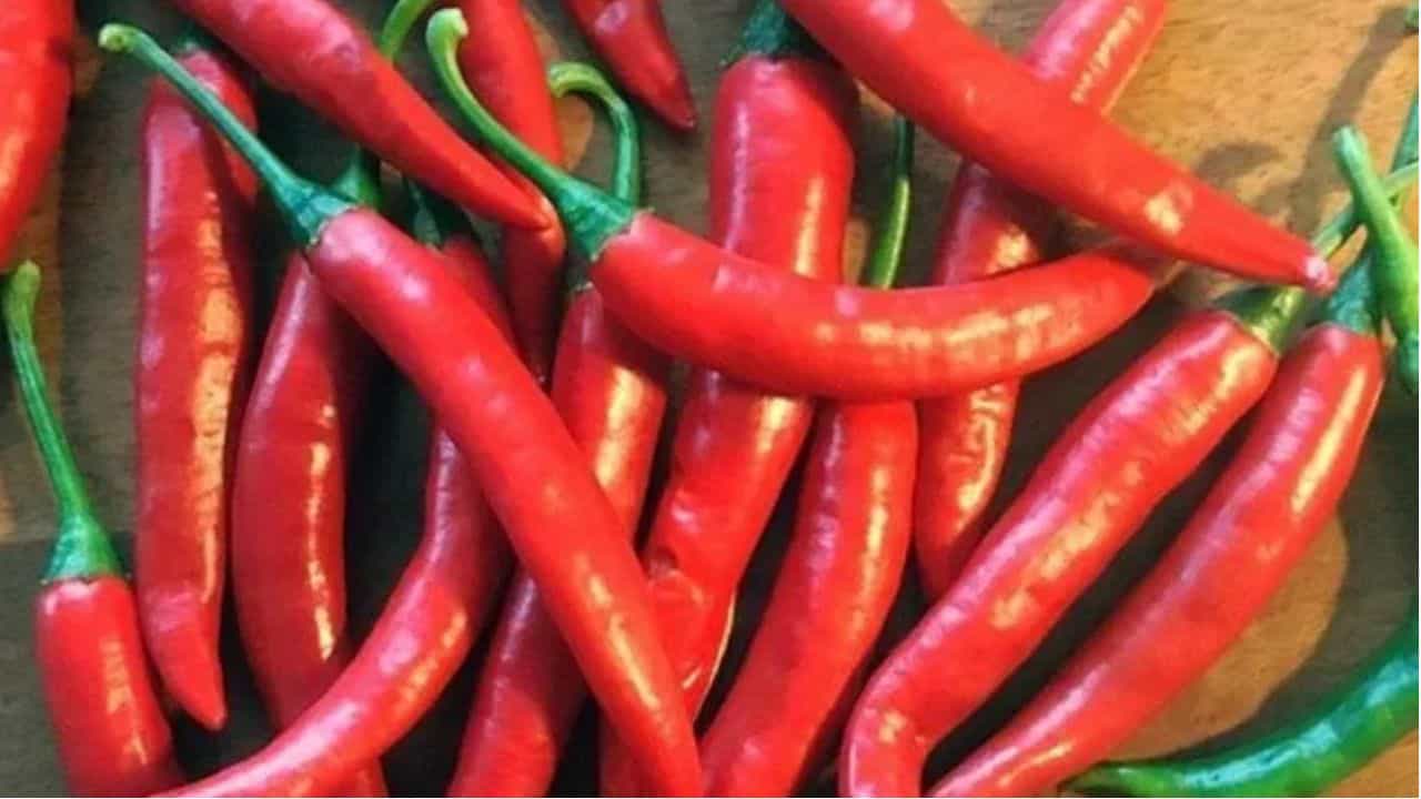 Spicy Food : ਗਰਮੀਆਂ ਚ ਲਾਲ ਮਿਰਚ ਤੇ ਅਦਰਕ ਦੇ ਜ਼ਿਆਦਾ ਇਸਤੇਮਾਲ ਤੋਂ ਬਚੋ