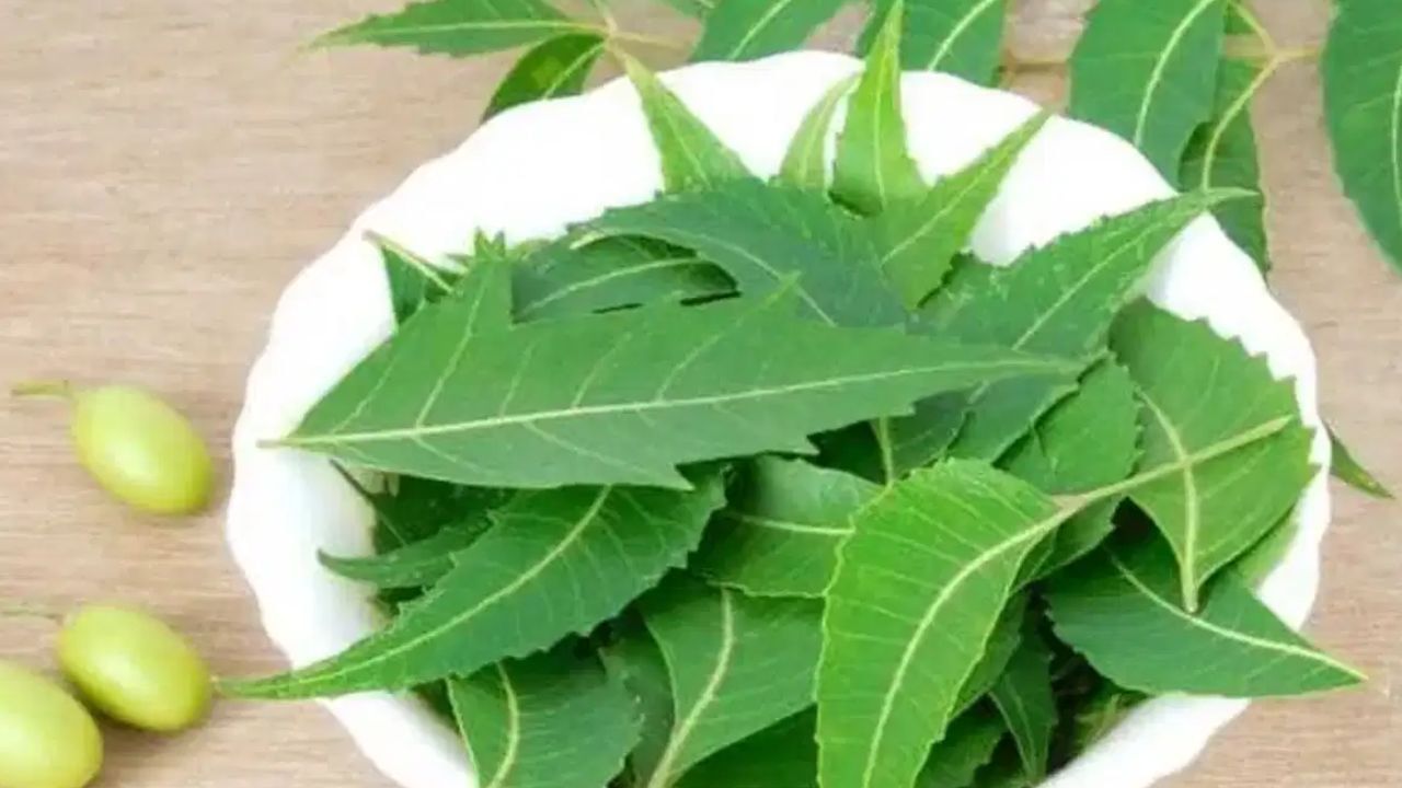 Neem Water: ਕੁਦਰਤ ਦਾ ਵਰਦਾਨ ਹੈ ਨਿੰਮ ਦਾ ਪਾਣੀ, ਗਰਮੀਆਂ ਵਿੱਚ ਜ਼ਰੂਰ ਕਰੋ ਸੇਵਨ Neem Water: ਕੁਦਰਤ ਦਾ ਵਰਦਾਨ ਹੈ ਨਿੰਮ ਦਾ ਪਾਣੀ, ਗਰਮੀਆਂ ਵਿੱਚ ਜ਼ਰੂਰ ਕਰੋ ਸੇਵਨ