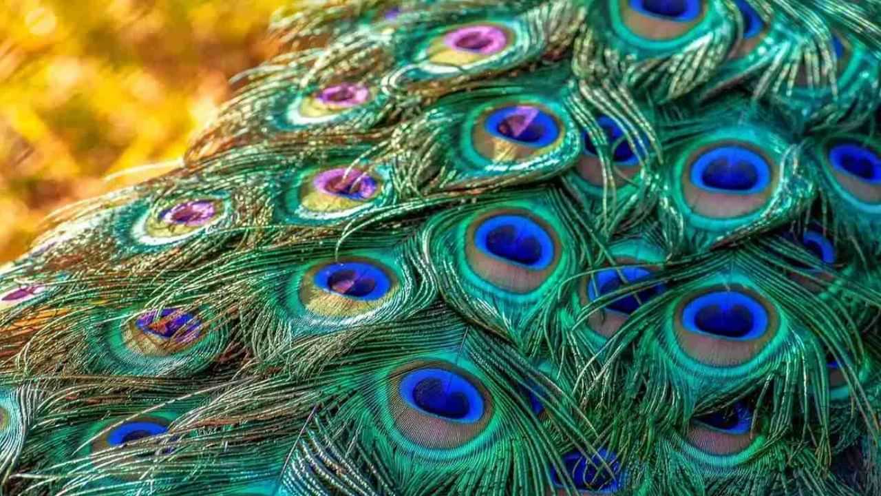 Peacock Feathers: ਮੋਰ ਦੇ ਖੰਭ ਹਨ ਬਹੁਤ ਮਹੱਤਵਪੂਰਨ, ਘਰ ਚੋਂ ਦੂਰ ਕਰਦੇ ਵਾਸਤੂ ਦੋਸ਼