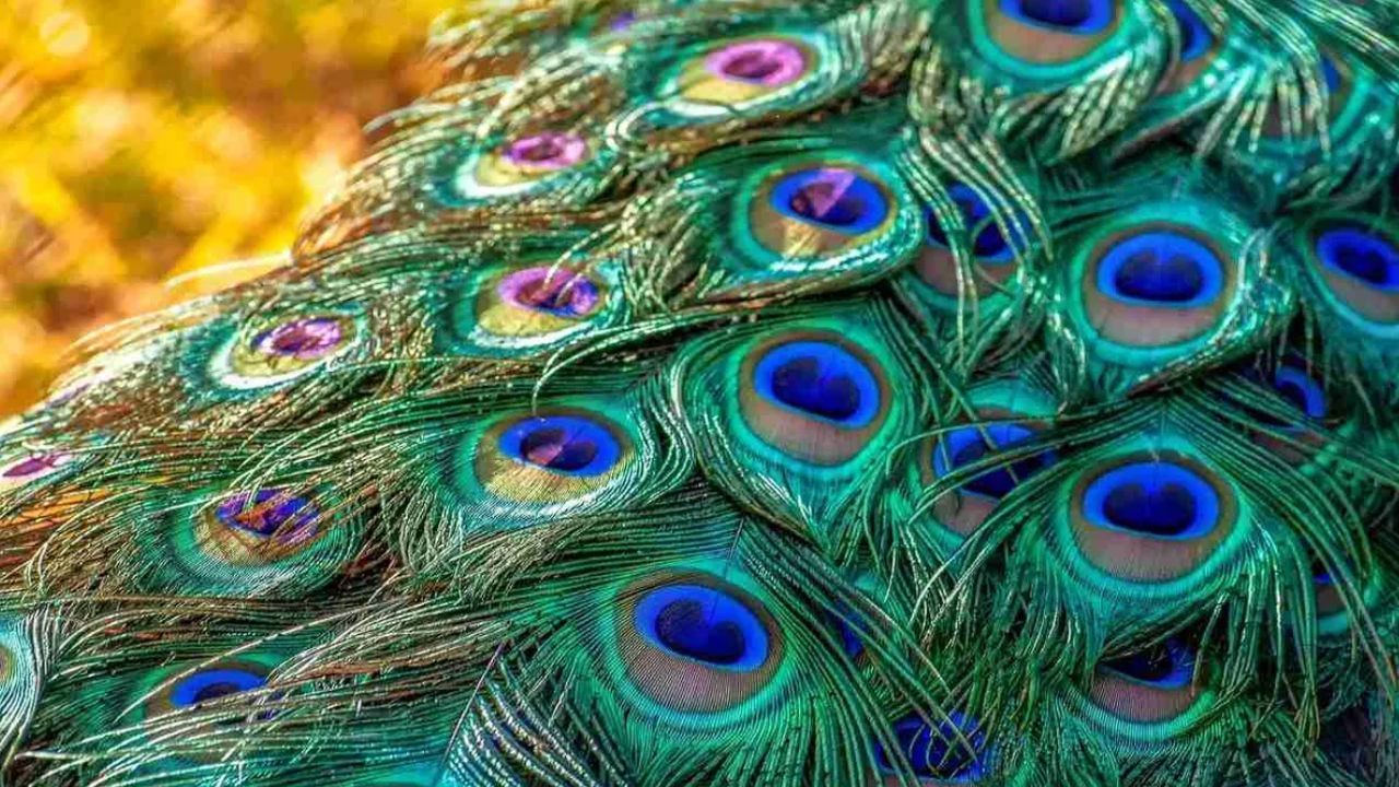 Peacock Feathers: ਮੋਰ ਦੇ ਖੰਭ ਹਨ ਬਹੁਤ ਮਹੱਤਵਪੂਰਨ, ਘਰ ਚੋਂ ਦੂਰ ਕਰਦੇ ਵਾਸਤੂ ਦੋਸ਼ Peacock Feathers: ਮੋਰ ਦੇ ਖੰਭ ਹਨ ਬਹੁਤ ਮਹੱਤਵਪੂਰਨ, ਘਰ ਚੋਂ ਦੂਰ ਕਰਦੇ ਵਾਸਤੂ ਦੋਸ਼