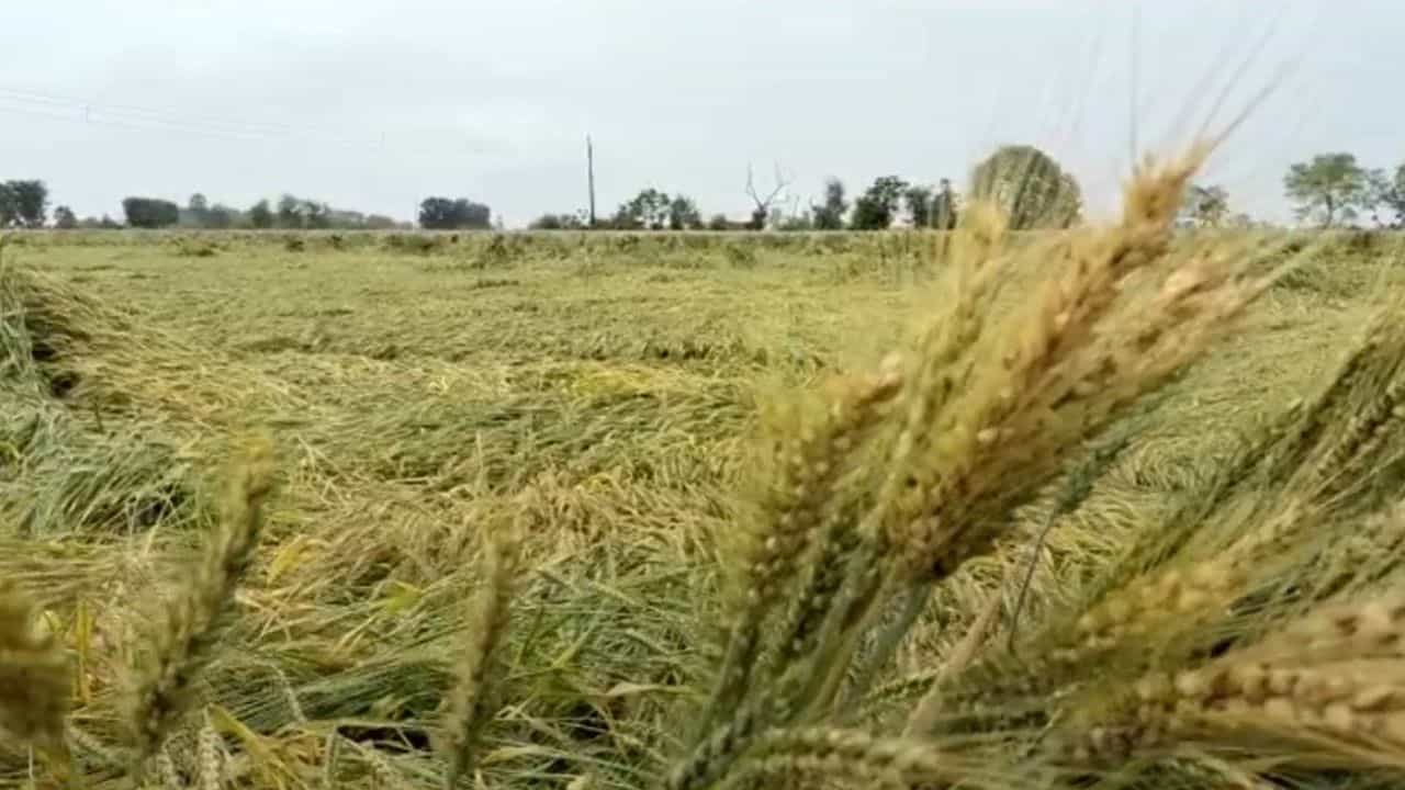 Farmer in Trouble: ਬੇਮੌਸਮੀ ਬਰਸਾਤ ਨੇ ਵਧਾਈਆਂ ਕਿਸਾਨਾਂ ਦੀਆਂ ਮੁਸਕਲਾਂ, ਕਣਕ ਦੀ ਫਸਲ ਹੋਈ ਖਰਾਬ