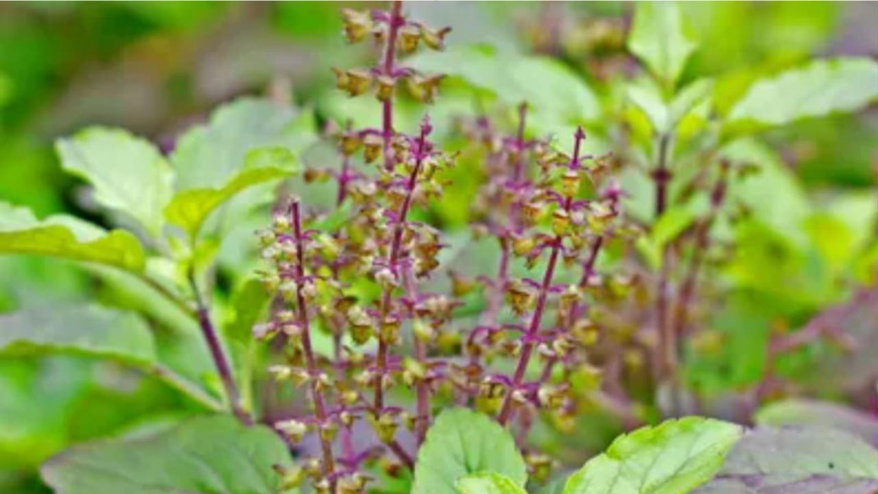 Tulsi: ਇਸ ਲਈ ਤੁਲਸੀ ਸਾਡੀ ਸੇਹਤ ਲਈ ਮੰਨੀ ਜਾਂਦੀ ਹੈ ਫਾਇਦੇਮੰਦ Tulsi: ਇਸ ਲਈ ਤੁਲਸੀ ਸਾਡੀ ਸੇਹਤ ਲਈ ਮੰਨੀ ਜਾਂਦੀ ਹੈ ਫਾਇਦੇਮੰਦ