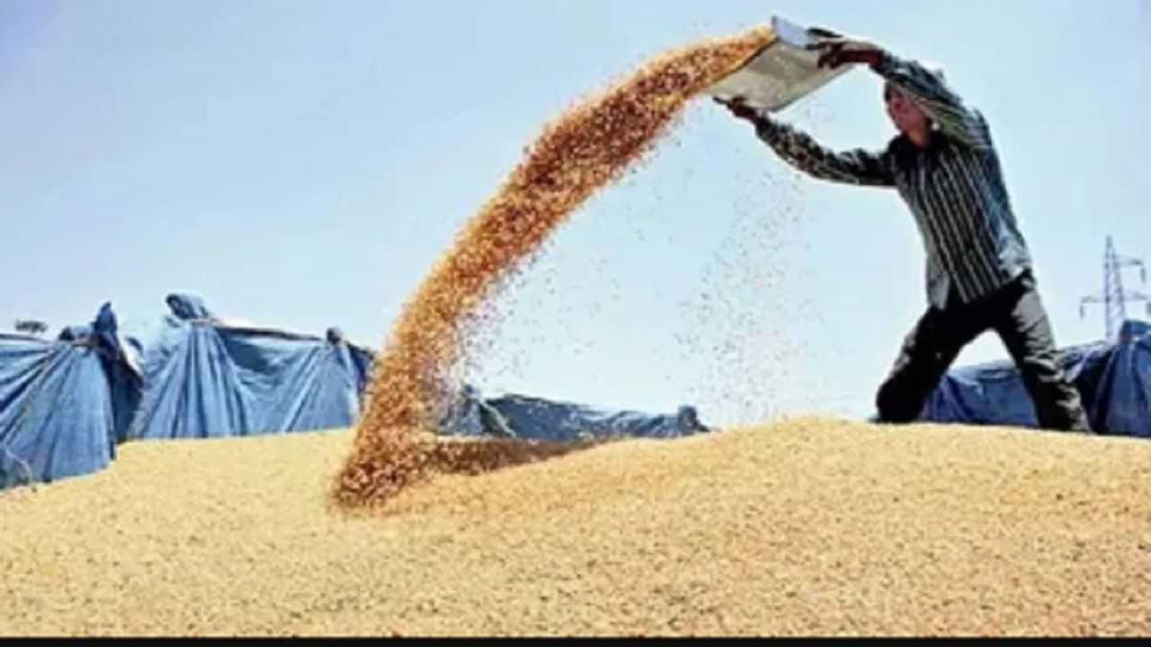 Wheat Crop: ਬੇਮੌਸਮੀ ਬਾਰਿਸ਼ ਕਾਰਨ ਕਣਕ ਦੀ ਖਰੀਦ ਚ ਹੋ ਸਕਦੀ ਹੈ ਦੇਰ, ਜਾਣੋ ਕੀ ਕਹਿੰਦੇ ਹਨ ਮਾਹਿਰ