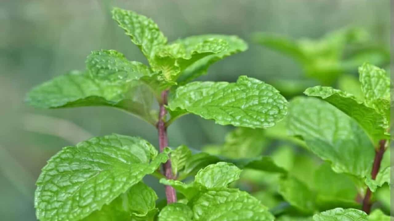 Health News ਗਰਮੀਆਂ ਵਿੱਚ ਬਿਮਾਰੀਆਂ ਤੋਂ ਸਾਡੀ ਰੱਖਿਆ ਕਰਦੇ ਹਨ ਇਹ ਪੌਦੇ