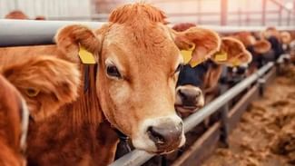 Cow Urine: ਗਊ ਮੂਤਰ Health ਲਈ ਹਾਨੀਕਾਰਕਨ ! ਜਾਣੋ  IVRI ਰਿਪੋਰਟ ‘ਤੇ ਮਾਹਿਰਾਂ ਦੀ ਰਾਏ ?