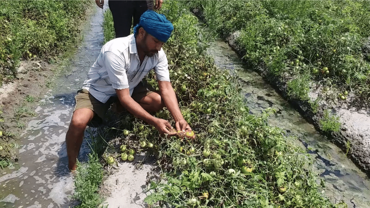 Tomato Crop: ਕਿਸਾਨਾਂ ਦੇ ਕੁਦਰਤ ਦੀ ਮਾਰ, ਲਾਇਲਾਜ ਬਿਮਾਰੀ ਕਰਕੇ ਨਸ਼ਟ ਹੋਈ ਟਮਾਟਰ ਦੀ ਫਸਲ