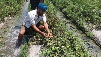 Tomato Crop: ਕਿਸਾਨਾਂ ਦੇ ਕੁਦਰਤ ਦੀ ਮਾਰ, ਲਾਇਲਾਜ ਬਿਮਾਰੀ ਕਰਕੇ ਨਸ਼ਟ ਹੋਈ ਟਮਾਟਰ ਦੀ ਫਸਲ Tomato Crop: ਕਿਸਾਨਾਂ ਦੇ ਕੁਦਰਤ ਦੀ ਮਾਰ, ਲਾਇਲਾਜ ਬਿਮਾਰੀ ਕਰਕੇ ਨਸ਼ਟ ਹੋਈ ਟਮਾਟਰ ਦੀ ਫਸਲ