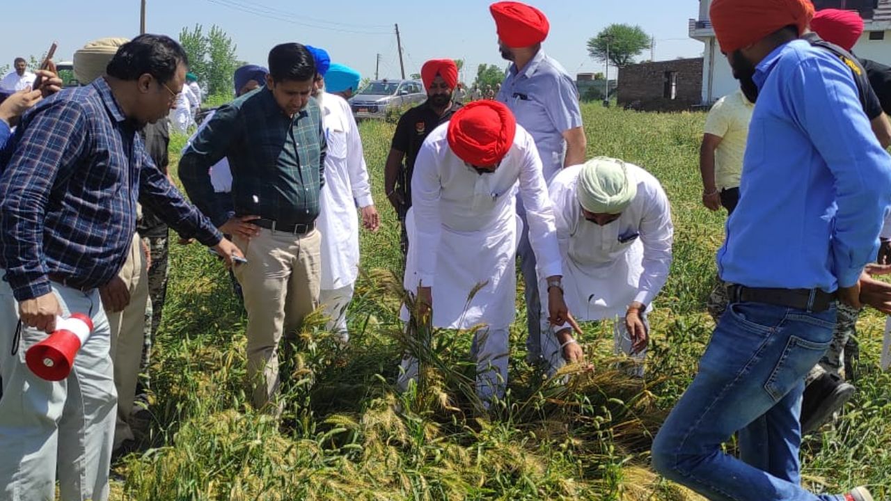 ਨਕਲੀ ਦਵਾਈ ਕਾਰਨ ਖਰਾਬ ਹੋ ਗਈ ਕਿਸਾਨਾਂ ਦੀ ਫ਼ਸਲ, ਧਾਲੀਵਾਲ ਬੋਲੇ ਨਕਲੀ ਦਵਾਈ ਵੇਚਣ ਵਾਲਿਆਂ ਦੀ ਹੁਣ ਖੈਰ ਨਹੀਂ