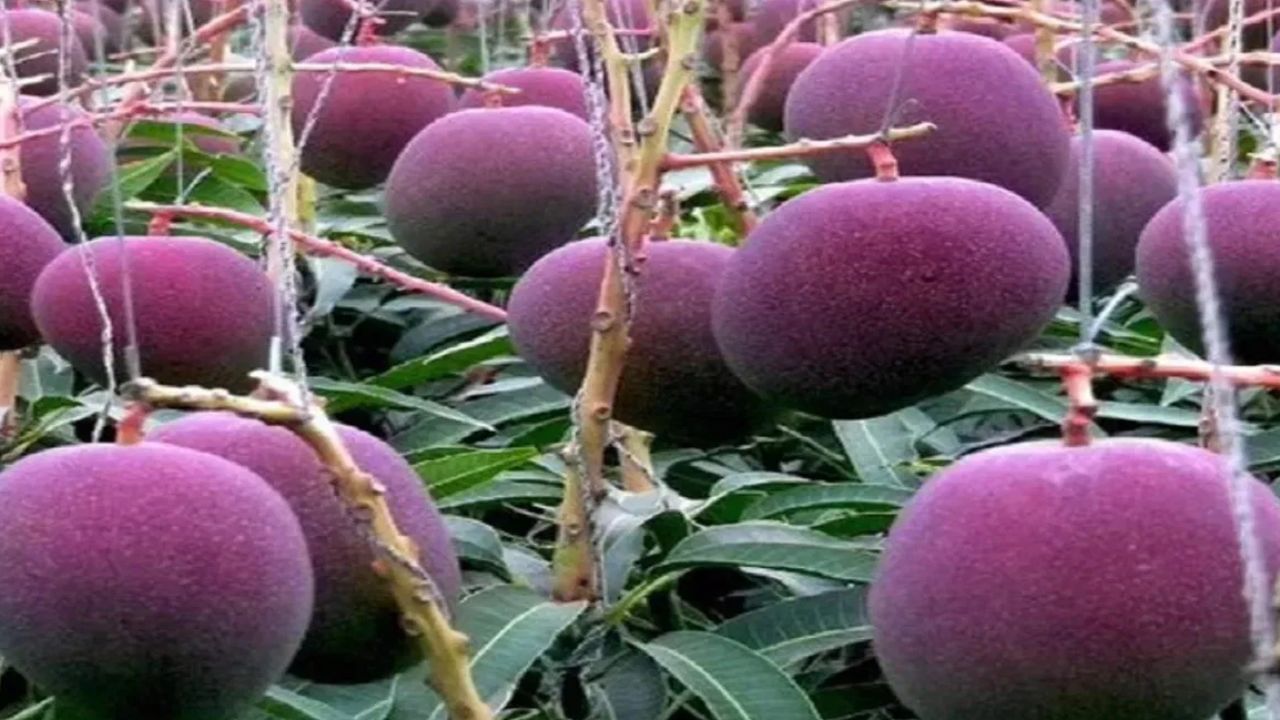 Mango price: ਇਹ ਹੈ ਦੁਨੀਆ ਦਾ ਸਭ ਤੋਂ ਮਹਿੰਗਾ ਅੰਬ, ਕੀਮਤ 3 ਲੱਖ ਰੁਪਏ ਪ੍ਰਤੀ ਕਿਲੋ, ਜਾਣੋ ਖਾਸੀਅਤ Mango price: ਇਹ ਹੈ ਦੁਨੀਆ ਦਾ ਸਭ ਤੋਂ ਮਹਿੰਗਾ ਅੰਬ, ਕੀਮਤ 3 ਲੱਖ ਰੁਪਏ ਪ੍ਰਤੀ ਕਿਲੋ, ਜਾਣੋ ਖਾਸੀਅਤ