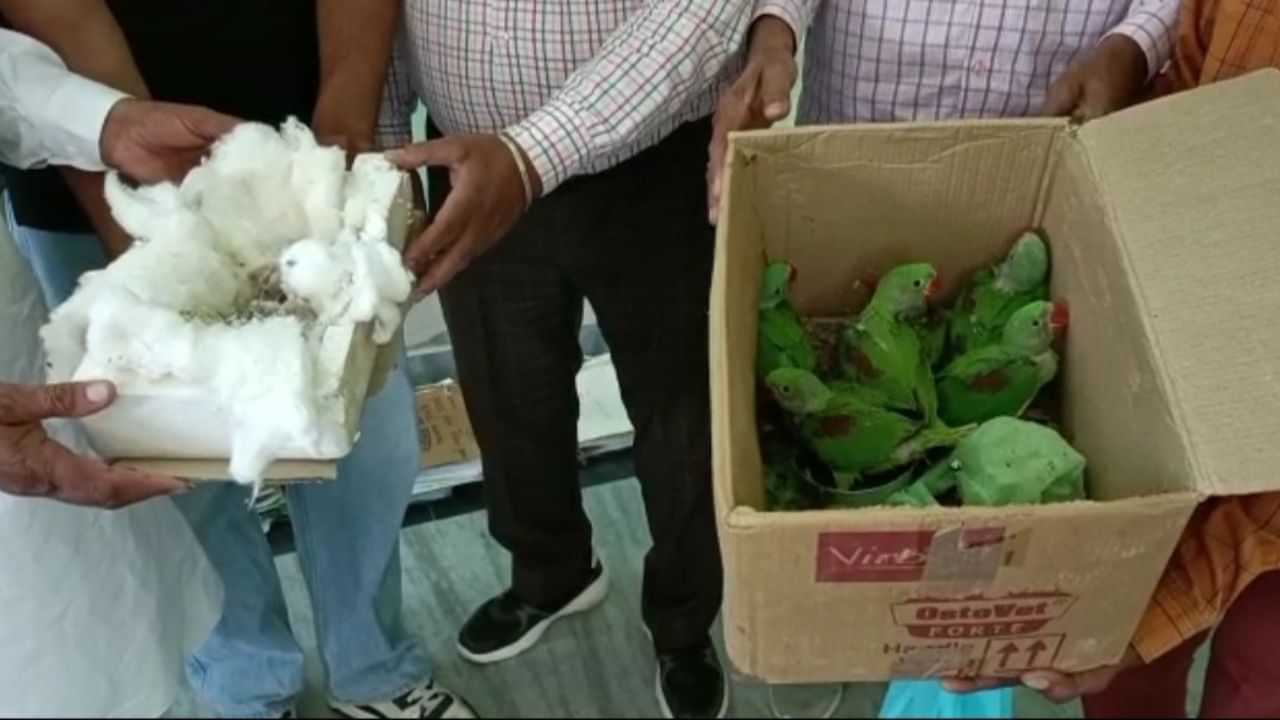 Parrot Smuggling: ਚਿੜੀਆਂ ਕਹਿ ਕੇ ਵੇਚ ਰਿਹਾ ਸੀ ਜੰਗਲੀ ਤੋਤੇ, ਗ੍ਰਿਫਤਾਰ
