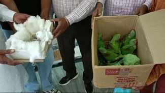 Parrot Smuggling: ਚਿੜੀਆਂ ਕਹਿ ਕੇ ਵੇਚ ਰਿਹਾ ਸੀ ਜੰਗਲੀ ਤੋਤੇ, ਗ੍ਰਿਫਤਾਰ Parrot Smuggling: ਚਿੜੀਆਂ ਕਹਿ ਕੇ ਵੇਚ ਰਿਹਾ ਸੀ ਜੰਗਲੀ ਤੋਤੇ, ਗ੍ਰਿਫਤਾਰ