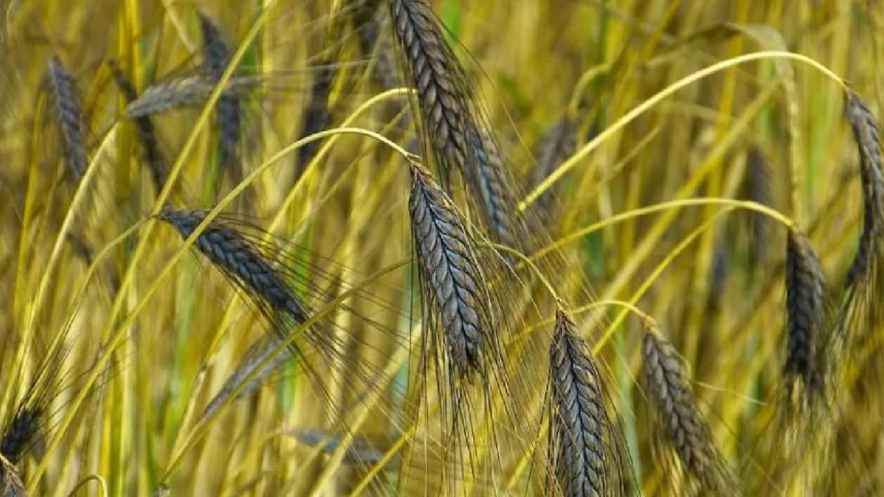 Unseasonal Rain: ਬੇਮੌਸਮੀ ਬਰਸਾਤ ਨਾਲ ਚਿੰਤਾ ‘ਚ ਕਿਸਾਨਾਂ, ਵੱਡੇ ਪੱਧਰ ‘ਤੇ ਫਸਲ ਦਾ ਹੋਇਆ ਨੁਕਸਾਨ Unseasonal Rain: ਬੇਮੌਸਮੀ ਬਰਸਾਤ ਨਾਲ ਚਿੰਤਾ ‘ਚ ਕਿਸਾਨਾਂ, ਵੱਡੇ ਪੱਧਰ ‘ਤੇ ਫਸਲ ਦਾ ਹੋਇਆ ਨੁਕਸਾਨ