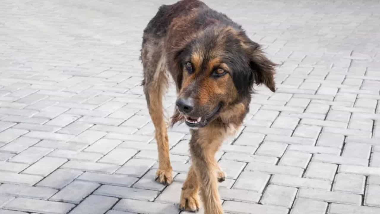 ਇਨਸਾਨਾਂ ਦੇ ਨਾਲ ਬੇਜ਼ੁਬਾਨ ਜਾਨਵਰ ਵੀ ਹਵਾ ਪ੍ਰਦੂਸ਼ਣ ਤੋਂ ਪ੍ਰੇਸ਼ਾਨ, ਡਾਕਟਰਾਂ ਨੇ ਜਤਾਇਆ ਖਦਸ਼ਾ