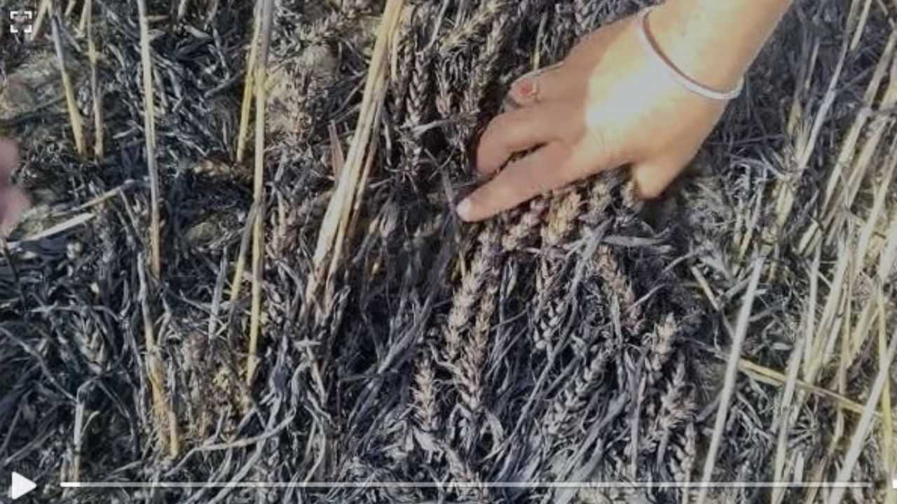 Crop Destroyed: ਅਬੋਹਰ ਵਿਖੇ ਅੱਗ ਲ਼ੱਗਣ ਨਾਲ ਕਿਸਾਨ ਦੀ 6 ਏਕੜ ਕਣਕ ਦੀ ਫਸਲ ਸੜ੍ਹੀ