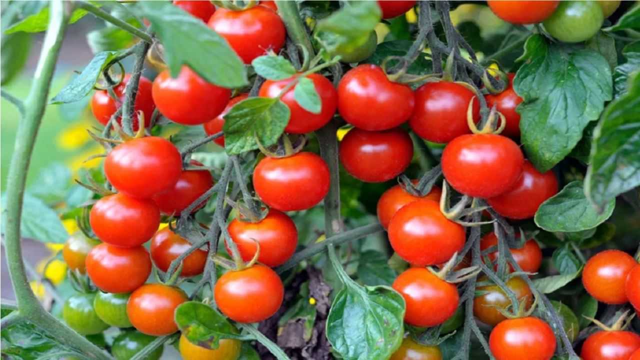 Tomato Variety: ਹੁਣ ਇਸ ਕਿਸਮ ਦੇ ਟਮਾਟਰ ਨੂੰ ਘਰ ਦੇ ਅੰਦਰ ਲਗਾਓ, ਤੁਹਾਨੂੰ ਮਿਲੇਗਾ ਬੰਪਰ ਝਾੜ