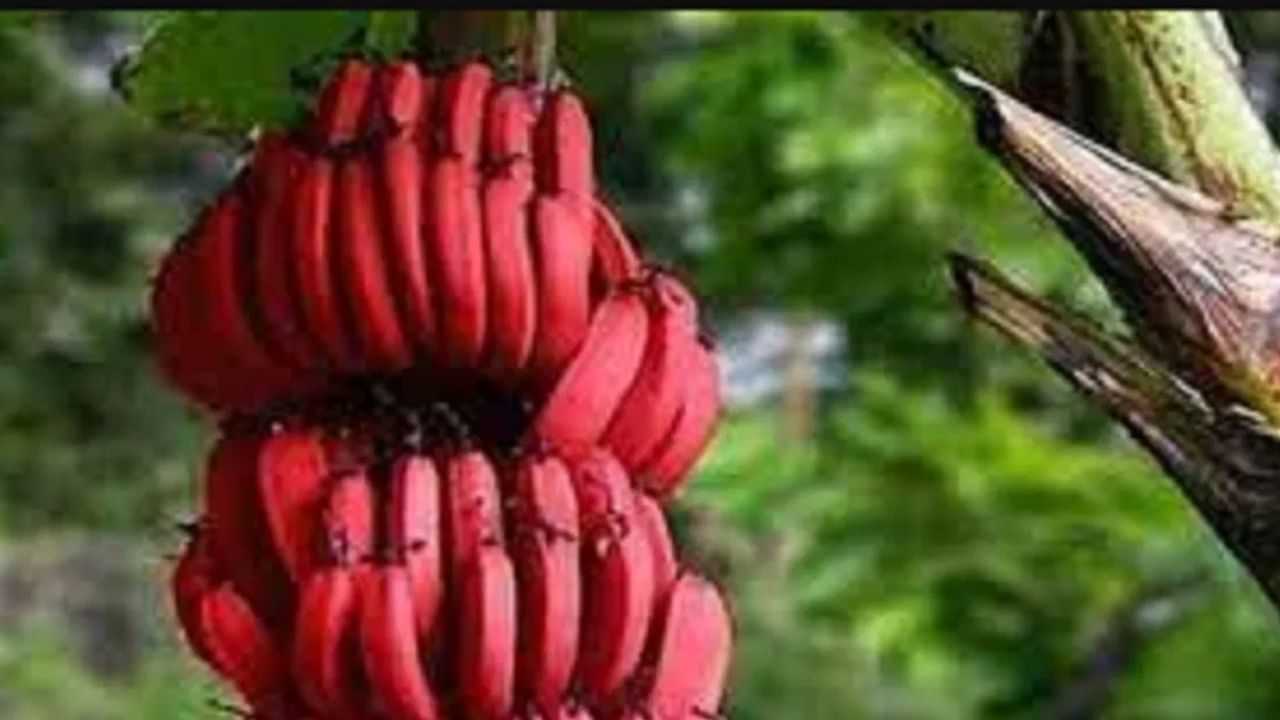 Red Banana: ਕੀ ਤੁਸੀਂ ਕਦੇ ਲਾਲ ਕੇਲਾ ਖਾਦਾ ਹੈ ?  ਜਾਣੋ ਇਸਦੇ ਗੁਣ ਤੇ ਕਿਵੇਂ ਹੁੰਦੀ ਖੇਤੀ