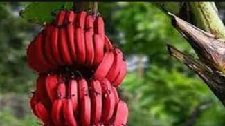 Red Banana: ਕੀ ਤੁਸੀਂ ਕਦੇ ਲਾਲ ਕੇਲਾ ਖਾਦਾ ਹੈ ? ਜਾਣੋ ਇਸਦੇ ਗੁਣ ਤੇ ਕਿਵੇਂ ਹੁੰਦੀ ਖੇਤੀ Red Banana: ਕੀ ਤੁਸੀਂ ਕਦੇ ਲਾਲ ਕੇਲਾ ਖਾਦਾ ਹੈ ? ਜਾਣੋ ਇਸਦੇ ਗੁਣ ਤੇ ਕਿਵੇਂ ਹੁੰਦੀ ਖੇਤੀ