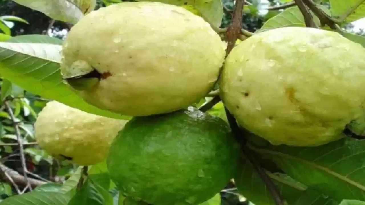 Guava Farming: ਅਮਰੂਦ ਦੀਆਂ ਇਨ੍ਹਾਂ ਕਿਸਮਾਂ ਦੀ ਕਰੋ ਖੇਤੀ, ਸਾਲ ਚ ਇੰਝੋ ਹੋਵੇਗੀ 24 ਲੱਖ ਦੀ ਕਮਾਈ