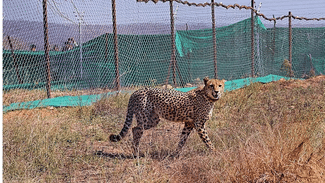 Project Cheetah: ਕੁਨੋ ਨੈਸ਼ਨਲ ਪਾਰਕ ‘ਚ ਫਿਰ ਤੋਂ ਪਸਰਿਆ ਮਾਤਮ, 42 ਦਿਨਾਂ ‘ਚ ਤੀਜੇ ਚੀਤੇ ਦੀ ਮੌਤ, ਜਾਣੋ ਕਾਰਨ Project Cheetah: ਕੁਨੋ ਨੈਸ਼ਨਲ ਪਾਰਕ ‘ਚ ਫਿਰ ਤੋਂ ਪਸਰਿਆ ਮਾਤਮ, 42 ਦਿਨਾਂ ‘ਚ ਤੀਜੇ ਚੀਤੇ ਦੀ ਮੌਤ, ਜਾਣੋ ਕਾਰਨ