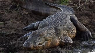 Crocodiles killed man: ਗਲਤੀ ਨਾਲ ਬਾੜੇ ‘ਚ ਡਿੱਗਿਆ ਸ਼ਖ਼ਸ, 40 ਮਗਰਮੱਛਾਂ ਨੇ ਨੋਚ-ਨੋਚ ਕੇ ਖਾਦਾ! Crocodiles killed man: ਗਲਤੀ ਨਾਲ ਬਾੜੇ ‘ਚ ਡਿੱਗਿਆ ਸ਼ਖ਼ਸ, 40 ਮਗਰਮੱਛਾਂ ਨੇ ਨੋਚ-ਨੋਚ ਕੇ ਖਾਦਾ!