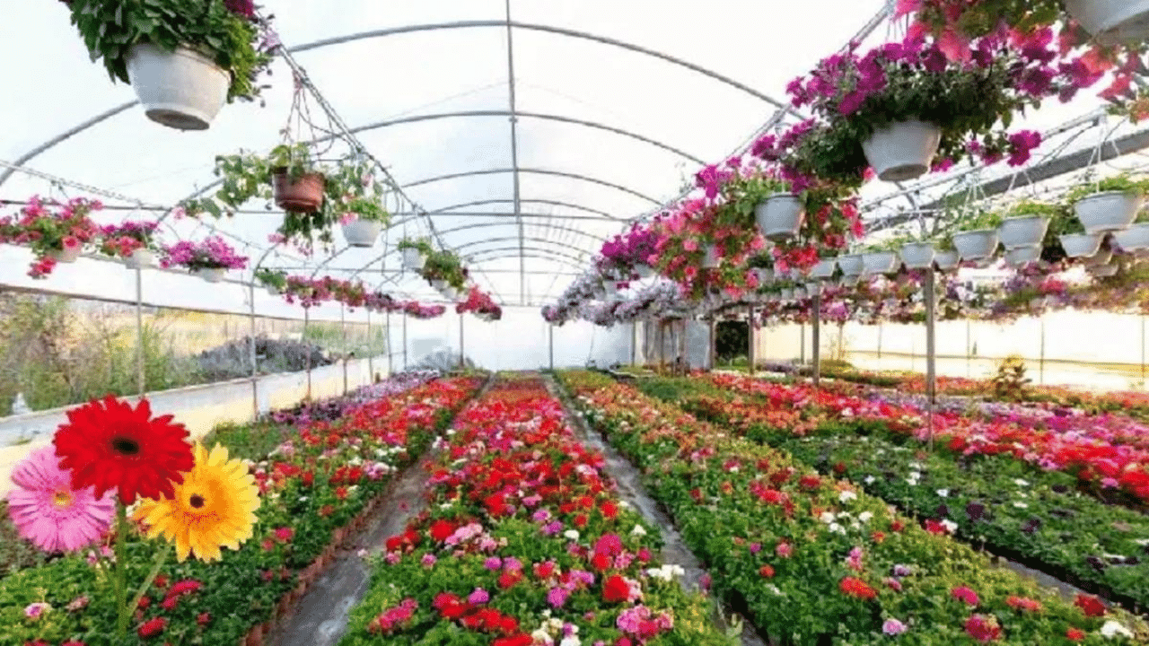 Expensive Flowers: ਇਹ ਹਨ ਦੁਨੀਆ ਦੇ 5 ਸਭ ਤੋਂ ਮਹਿੰਗੇ ਫੁੱਲ, ਕੀਮਤ ਸੁਣ ਕੇ ਰਹਿ ਜਾਓਗੇ ਹੈਰਾਨ