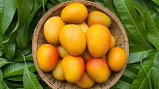 Malihabadi Mango: ਮੋਬਾਈਲ ਨਾਲ ਹੋਵੇਗਾ ਕੰਮ, ਮਲੀਹਾਬਾਦੀ ਹੈ ਜਾਂ ਨਹੀਂ, ਮਿੰਟਾਂ ‘ਚ ਜਾਣੋ ਕਿੱਥੇ ਦਾ ਹੈ ਅੰਬ