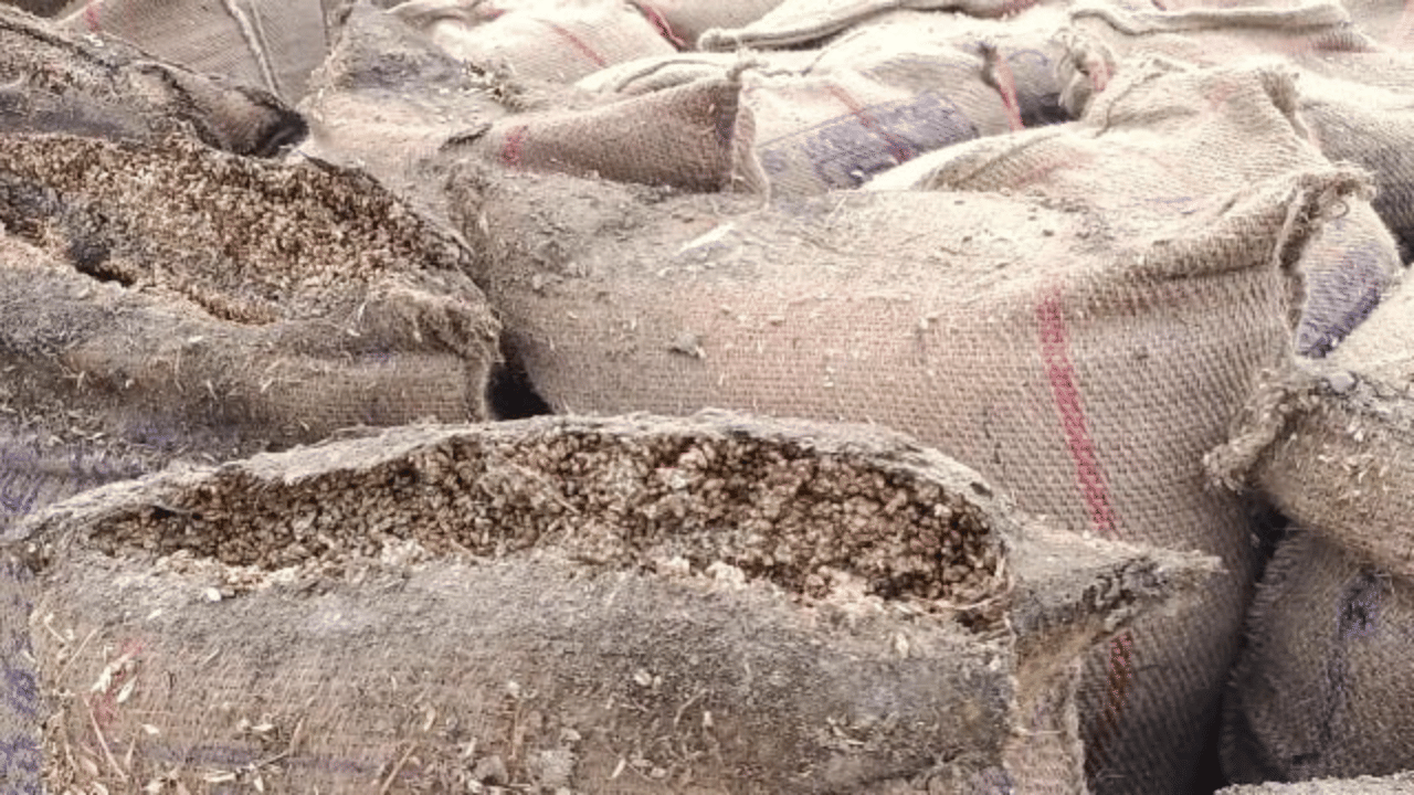 Agriculture News: ਮੰਡੀਆਂ ਚ ਗਲ ਰਹੀ ਪਨਸਪ ਵੱਲੋਂ ਖਰੀਦੀ ਕਣਕ, ਸਪੈਸ਼ਲ ਲੋਡਿੰਗ ਟਰੇਨ ਦੀ ਕੀਤੀ ਜਾ ਰਹੀ ਉਡੀਕ