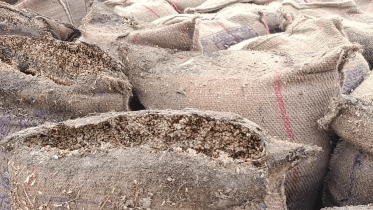 Agriculture News: ਮੰਡੀਆਂ ‘ਚ ਗਲ ਰਹੀ ਪਨਸਪ ਵੱਲੋਂ ਖਰੀਦੀ ਕਣਕ, ਸਪੈਸ਼ਲ ਲੋਡਿੰਗ ਟਰੇਨ ਦੀ ਕੀਤੀ ਜਾ ਰਹੀ ਉਡੀਕ Agriculture News: ਮੰਡੀਆਂ ‘ਚ ਗਲ ਰਹੀ ਪਨਸਪ ਵੱਲੋਂ ਖਰੀਦੀ ਕਣਕ, ਸਪੈਸ਼ਲ ਲੋਡਿੰਗ ਟਰੇਨ ਦੀ ਕੀਤੀ ਜਾ ਰਹੀ ਉਡੀਕ