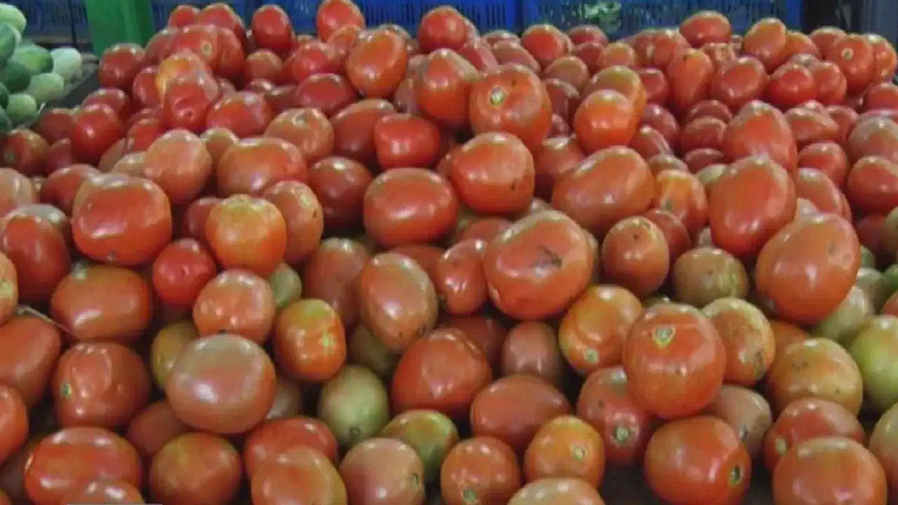 Tomato Price in Chandigarh: ਚੰਡੀਗੜ੍ਹ ਚ 350 ਰੁਪਏ ਕਿਲੋ ਵਿੱਕ ਰਿਹਾ ਟਮਾਟਰ, ਦੇਸ਼ ਚ ਸਭ ਤੋਂ ਮਹਿੰਗਾ