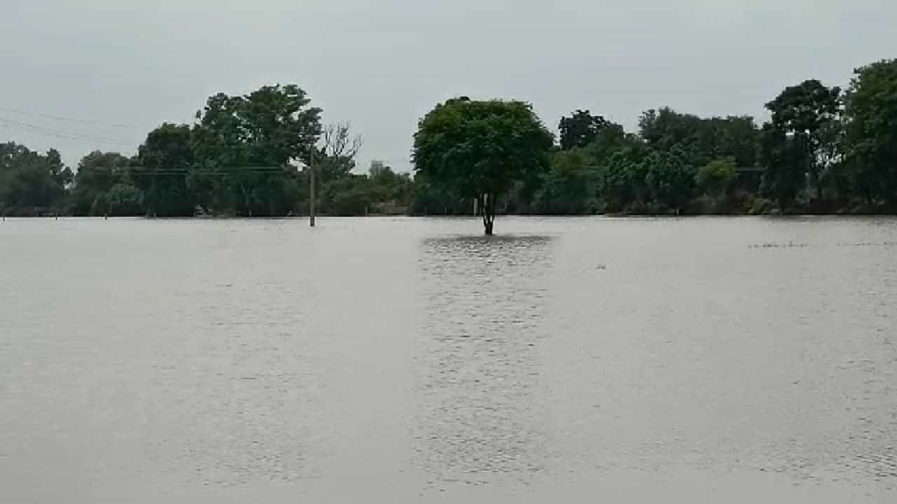 Punjab flood ਸੁਨਾਮ ਦੇ ਮਹਿਲਾਂ, ਮਰਦਖੇੜਾ ਅਤੇ ਅਕਾਲਗੜ੍ਹ ਪਿੰਡਾਂ ਦੀ ਕਰੀਬ 250 ਏਕੜ ਫ਼ਸਲ ਚ ਭਰਿਆ ਪਾਣੀ