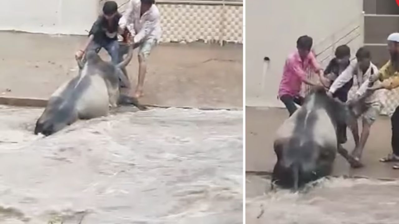 Viral Video: ਹਿੰਦੂ-ਮੁਸਲਿਮ ਏਕਤਾ ਦੀ ਵੱਡੀ ਮਿਸਾਲ! ਦੋਹਾਂ ਨੇ ਮਿਲਕੇ ਹੜ੍ਹ ਤੋਂ ਬਚਾਈ ਗਾਊ ਦੀ ਜਾਨ, ਵੀਡੀਓ ਵਾਇਰਲ