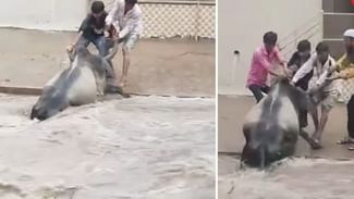 Viral Video: ਹਿੰਦੂ-ਮੁਸਲਿਮ ਏਕਤਾ ਦੀ ਵੱਡੀ ਮਿਸਾਲ! ਦੋਹਾਂ ਨੇ ਮਿਲਕੇ ਹੜ੍ਹ ਤੋਂ ਬਚਾਈ ਗਾਊ ਦੀ ਜਾਨ, ਵੀਡੀਓ ਵਾਇਰਲ Viral Video: ਹਿੰਦੂ-ਮੁਸਲਿਮ ਏਕਤਾ ਦੀ ਵੱਡੀ ਮਿਸਾਲ! ਦੋਹਾਂ ਨੇ ਮਿਲਕੇ ਹੜ੍ਹ ਤੋਂ ਬਚਾਈ ਗਾਊ ਦੀ ਜਾਨ, ਵੀਡੀਓ ਵਾਇਰਲ