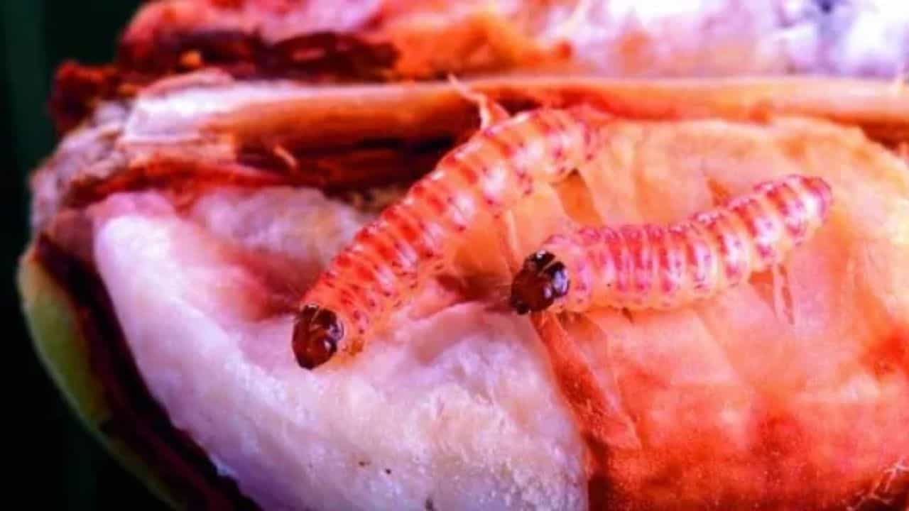 ਪੰਜਾਬ ਚ ਨਰਮੇ ਦੀ ਫਸਲ ਤੇ ਗੁਲਾਬੀ ਸੁੰਡੀ ਦੇ ਹਮਲੇ ਨੇ ਵਧਾਈ ਚਿੰਤਾ, ਫਸਲ ਦਾ ਜਾਇਜ਼ਾ ਲੈਣ ਲ਼ਈ ਅਫਸਰਾਂ ਦੀਆਂ ਛੁੱਟੀਆਂ ਕੈਂਸਲ