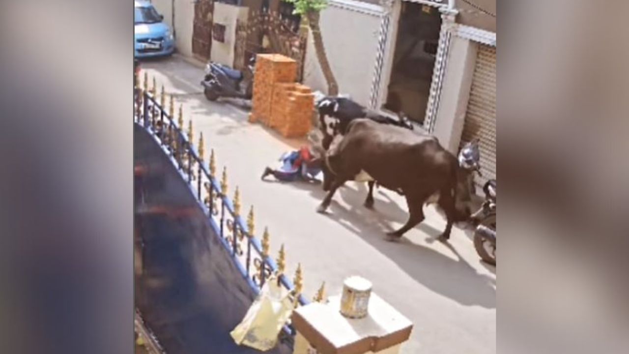 Shocking Video: ਗੁੱਸੇ ‘ਚ ਭਰੀ ਗਾਂ ਨੇ ਬੱਚੀ ਨੂੰ ਸਿੰਗਾਂ ਨਾਲ ਚੁੱਕ-ਚੁੱਕ ਕੇ ਸੁੱਟਿਆ, ਜ਼ਮੀਨ ‘ਤੇ ਘੜੀਸਿਆ ਤੇ ਪੈਰਾਂ ਨਾਲ ਲਤਾੜਿਆ, ਵੀਡੀਓ ਦੇਖ ਕੇ ਕੰਬ ਜਾਵੇਗੀ ਰੂਹ Shocking Video: ਗੁੱਸੇ ‘ਚ ਭਰੀ ਗਾਂ ਨੇ ਬੱਚੀ ਨੂੰ ਸਿੰਗਾਂ ਨਾਲ ਚੁੱਕ-ਚੁੱਕ ਕੇ ਸੁੱਟਿਆ, ਜ਼ਮੀਨ ‘ਤੇ ਘੜੀਸਿਆ ਤੇ ਪੈਰਾਂ ਨਾਲ ਲਤਾੜਿਆ, ਵੀਡੀਓ ਦੇਖ ਕੇ ਕੰਬ ਜਾਵੇਗੀ ਰੂਹ