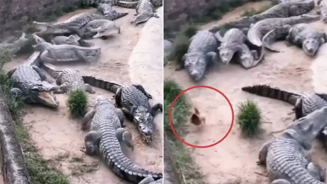 Shocking Video: ਮਗਰਮੱਛਾਂ ਦੇ ਝੁੰਡ ਨੂੰ ਚਕਮਾ ਦੇ ਮੌਤ ਦੇ ਮੂੰਹ ‘ਚੋਂ ਬਚਿਆ ਮੁਰਗਾ, Video ਵੇਖ ਲੋਕ ਬੋਲੇ,”ਜਾਕੋ ਰਾਖੈ ਸਾਈਆਂ ਮਾਰ ਸਕੈ ਨਾ ਕੋਇ”