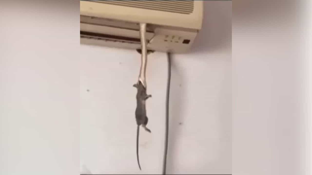 Shocking Video: ਏਸੀ ਦੀ ਹਵਾ ਦਾ ਲੈ ਰਹੇ ਸਨ ਘਰ ਵਾਲੇ, ਅਚਾਨਕ ਉਸ ਚੋਂ ਨਿਕਲਿਆ ਜ਼ਹਿਰੀਲਾ ਸੱਪ, ਚੂਹੇ ਨੂੰ ਫੜ੍ਹ ਮੁੜ ਏਸੀ ਚ ਵੜ੍ਹਿਆ, ਵੇਖੋ ਖੌਫਨਾਕ ਵੀਡੀਓ Shocking Video: ਏਸੀ ਦੀ ਹਵਾ ਦਾ ਲੈ ਰਹੇ ਸਨ ਘਰ ਵਾਲੇ, ਅਚਾਨਕ ਉਸ ਚੋਂ ਨਿਕਲਿਆ ਜ਼ਹਿਰੀਲਾ ਸੱਪ, ਚੂਹੇ ਨੂੰ ਫੜ੍ਹ ਮੁੜ ਏਸੀ ਚ ਵੜ੍ਹਿਆ, ਵੇਖੋ ਖੌਫਨਾਕ ਵੀਡੀਓ