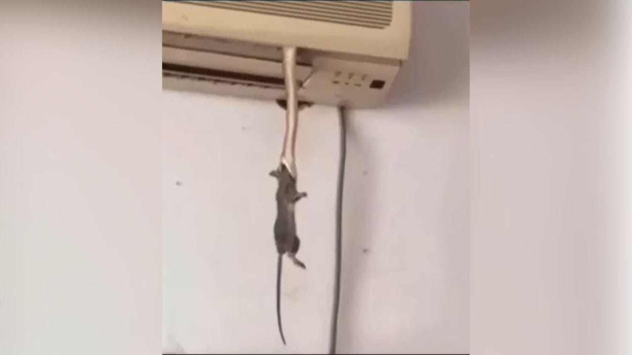 Shocking Video: ਏਸੀ ਦੀ ਹਵਾ ਦਾ ਲੈ ਰਹੇ ਸਨ ਘਰ ਵਾਲੇ, ਅਚਾਨਕ ਉਸ 'ਚੋਂ ਨਿਕਲਿਆ 'ਜ਼ਹਿਰੀਲਾ ਸੱਪ', ਚੂਹੇ ਨੂੰ ਫੜ੍ਹ ਮੁੜ ਏਸੀ 'ਚ ਵੜ੍ਹਿਆ, ਵੇਖੋ ਖੌਫਨਾਕ ਵੀਡੀਓ