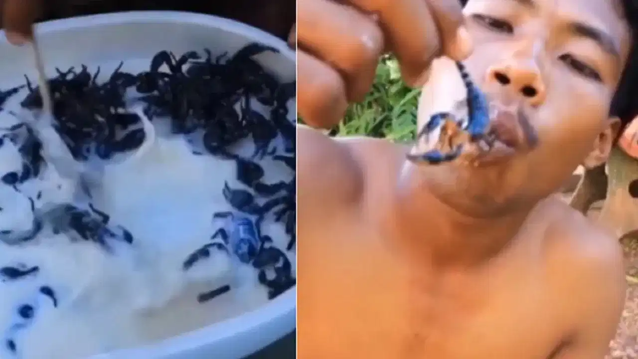 Shocking Video: ਚਟਨੀ ਨਾਲ ਜਿੰਦਾ ਬਿੱਛੂ ਖਾ ਗਿਆ ਸ਼ਖਸ, ਹੋਸ਼ ਉਡਾ ਦੇਣ ਵਾਲਾ ਵੀਡੀਓ ਵਾਇਰਲ Shocking Video: ਚਟਨੀ ਨਾਲ ਜਿੰਦਾ ਬਿੱਛੂ ਖਾ ਗਿਆ ਸ਼ਖਸ, ਹੋਸ਼ ਉਡਾ ਦੇਣ ਵਾਲਾ ਵੀਡੀਓ ਵਾਇਰਲ