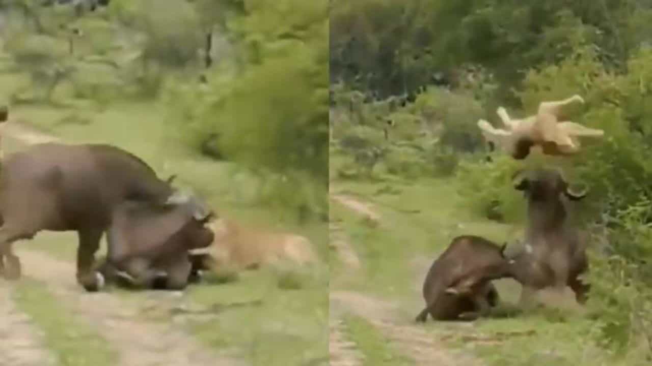 OMG: ਜੰਗਲ ਦੇ ਰਾਜਾ ਤਾਂ ਵੱਜ ਗਿਆ ਬਾਜਾ, ਸ਼ੇਰ ਕਰ ਰਿਹਾ ਸੀ ਮੱਝ ਦਾ ਸ਼ਿਕਾਰ, ਲੇਕਿਨ ਅਚਾਨਕ... ਵੀਡੀਓ ਵਾਇਰਲ