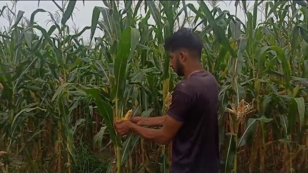 ਪੰਜਾਬ ‘ਚ ਪਸ਼ੂਆਂ ਦੇ ਸ਼ਿਕਾਰ ਲਈ ਬਦਲਿਆ ਹਥਿਆਰ, 315 ਬੋਰ ਦੀ ਰਾਈਫਲ ਦਾ ਇਸਤੇਮਾਲ ਫਸਲਾਂ ਨੂੰ ਬਚਾਉਣ ਲਈ ਹੋਵੇਗਾ ਪੰਜਾਬ ‘ਚ ਪਸ਼ੂਆਂ ਦੇ ਸ਼ਿਕਾਰ ਲਈ ਬਦਲਿਆ ਹਥਿਆਰ, 315 ਬੋਰ ਦੀ ਰਾਈਫਲ ਦਾ ਇਸਤੇਮਾਲ ਫਸਲਾਂ ਨੂੰ ਬਚਾਉਣ ਲਈ ਹੋਵੇਗਾ